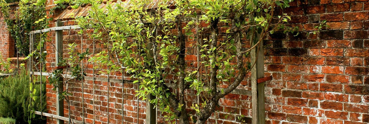 Verrijk je tuin met prachtige groenblijvende leibomen