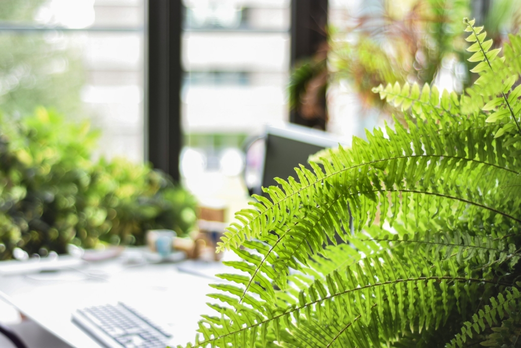 Close-up van een groene varen in een lichte, moderne ruimte met een bureau en computer op de achtergrond