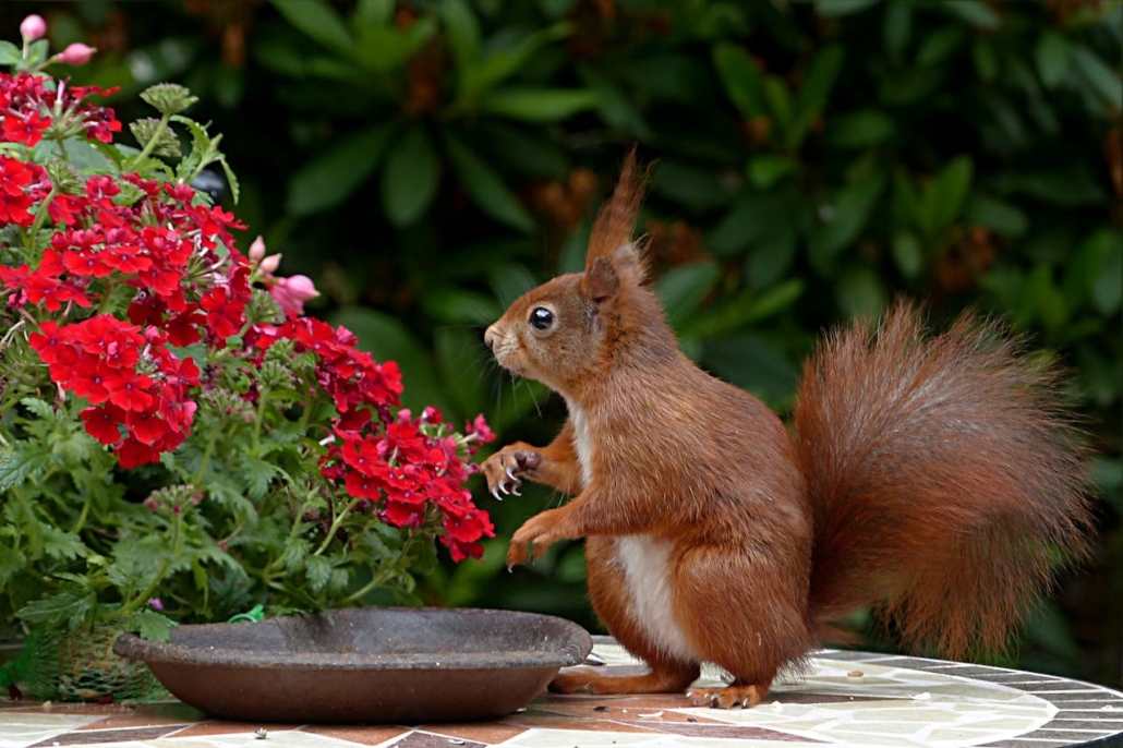 Tuininspiratie nieuwe huis