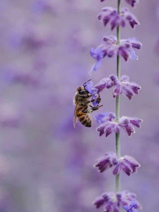 Tuininspiratie nieuwe huis 